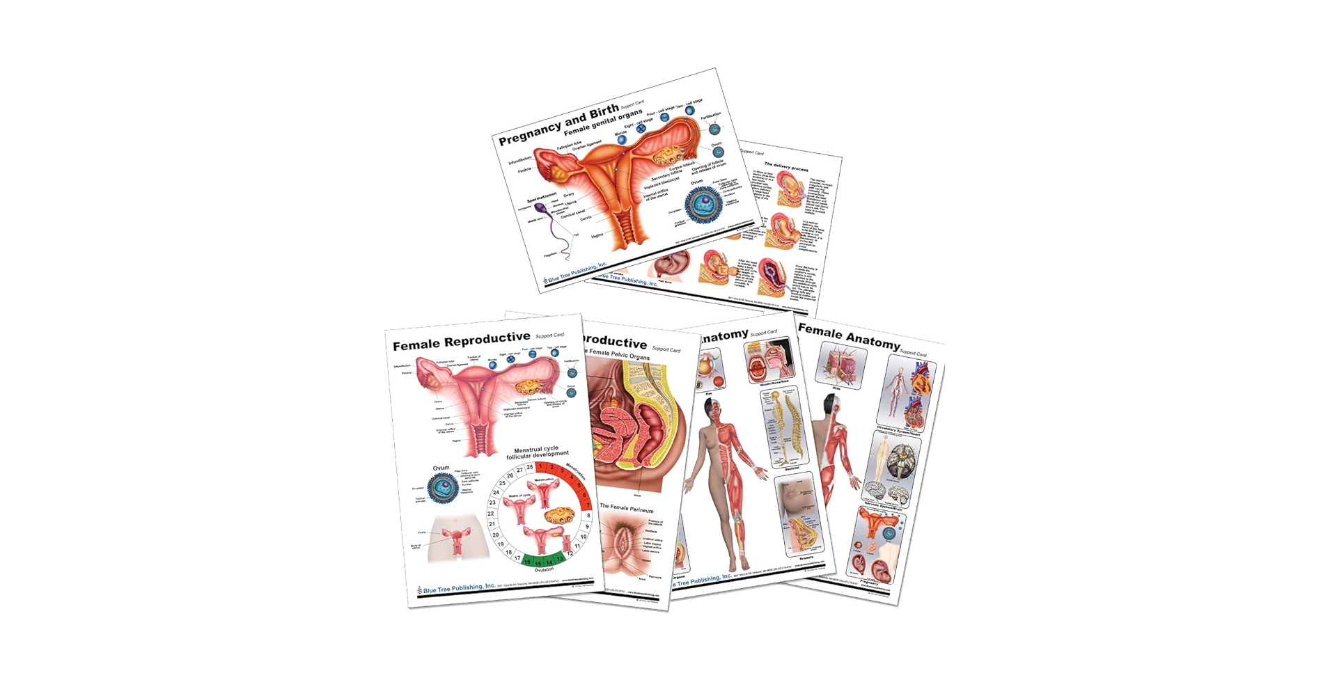 分担解剖学 全3巻セット 金原出版